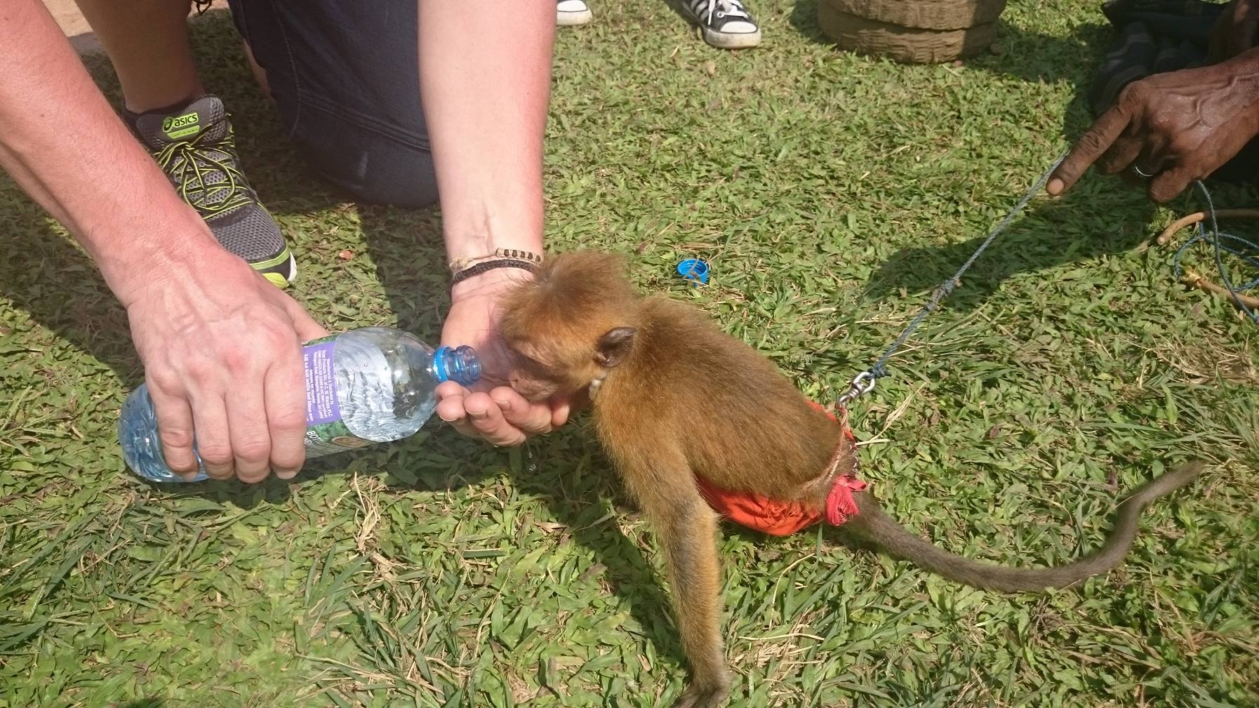 Małpy - Sri Lanca